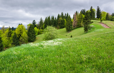 grassy field on a forested hill. lovely nature scenery on an overcast day in springtime