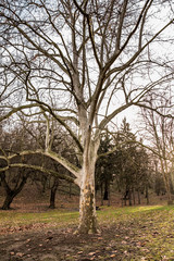 Fototapeta premium Kosutnjak , is a park-forest and urban neighborhood of Belgrade, the capital of Serbia.