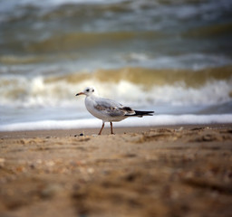 seagull on the seashore