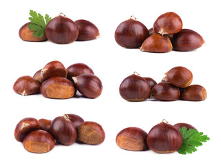 Fresh chestnuts isolated on white background. Hippocastanum isolated. Isolated chestnut set with clipping path. Macro