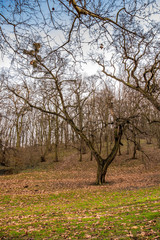 Fototapeta premium Kosutnjak , is a park-forest and urban neighborhood of Belgrade, the capital of Serbia.
