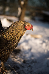 Portrait of a chicken