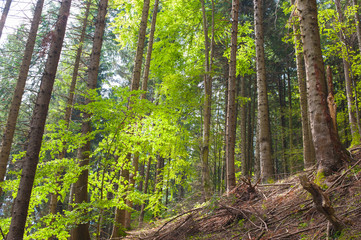 Fototapeta na wymiar Cool pine forest at summer noon