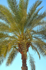 Fototapeta premium Dates Palm tree in Abu Dhabi, United Arab Emirates