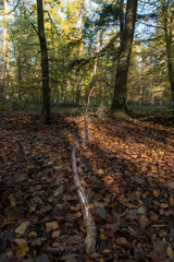 Ast im Hardtwald Karlsruhe