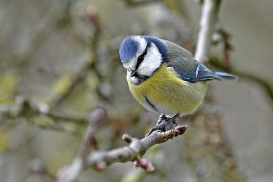 Blaumeise (Cyanistes caeruleus) - Eurasian blue tit 