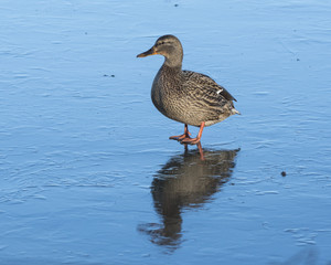 Duck on ice