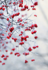  branch with Rowan berries in the winter the Park is covered in glistening white crystals of frost