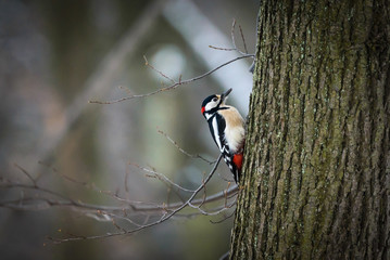 Great spotted woodpecker