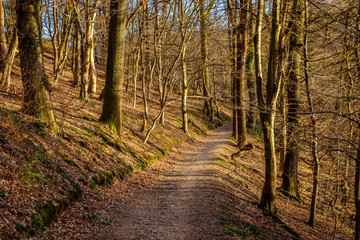 A forest path on a sunny winter day on the "Hirsberg" in Freiburg im Breisgau. Through the sun getting a bit of spring feelings although it is still middle of the winter.
