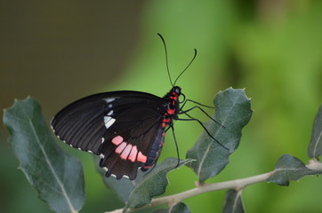 Naklejka premium Tropischer Schmetterling