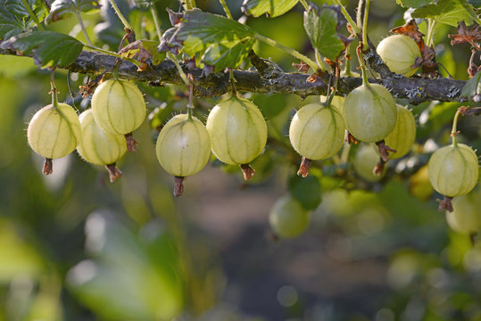 Stachelbeere (Ribes uva-crispa) - Gooseberry
