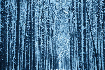 Winter nature background. Winter snowy forest.