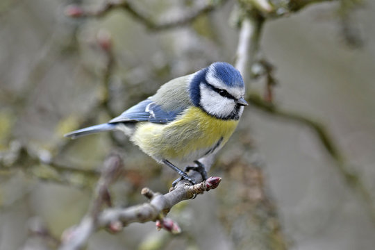 Blaumeise (Cyanistes caeruleus) - Eurasian blue tit 