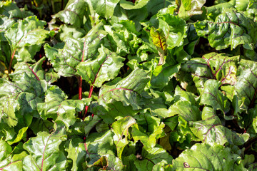 Fototapeta premium Growing beets in the garden