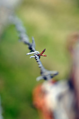 rostiger Stacheldraht