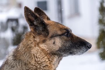 German Shepherd Dog in Snow.