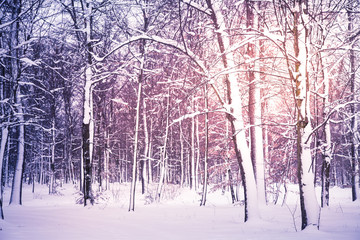 Winter nature background. Snowy winter forest.