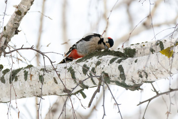 Syrian Woodpecker (Dendrocopos syriacus).
