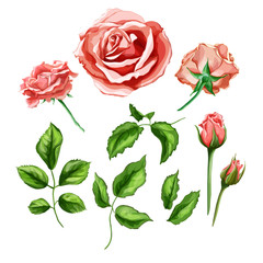 Vector realistic rose flower leaves stem set