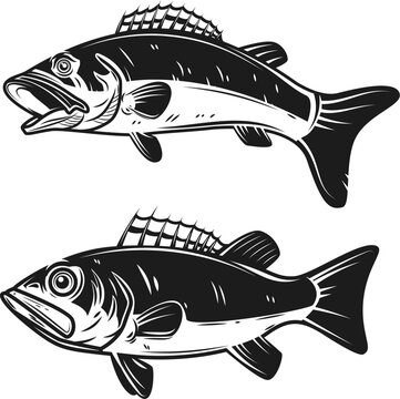Set of bass fish illustrations isolated on white background. Design elements for logo, label, emblem, sign.
