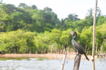 Madu Ganga, Balapitiya, Sri Lanka - Great cormorant sitting on a tree stump