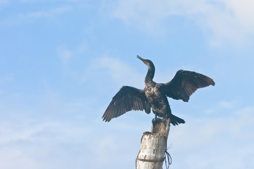 Madu Ganga, Balapitiya, Sri Lanka - A cormorant spreading its wings while shouting