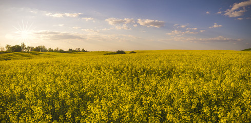 rural landscape ,panorama of spring field