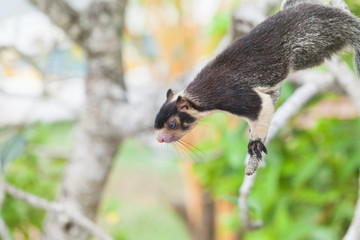 Madu Ganga, Balapitiya, Sri Lanka - Indian Giant Squirrel sitting on branch