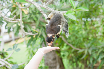Madu Ganga, Balapitiya, Sri Lanka - Indian Giant Squirrel sitting on branch sniffing at some food