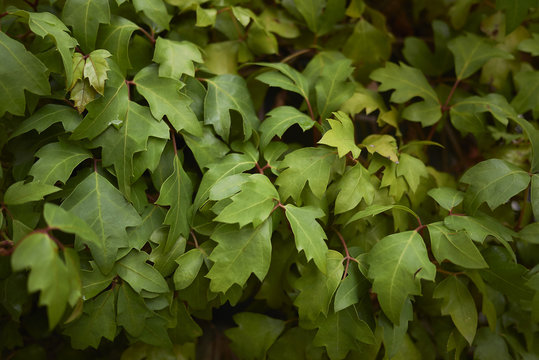 Cissus rhombifolia   