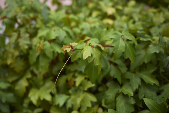 Cissus rhombifolia   