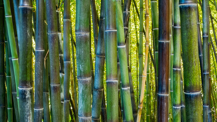 bamboo plantation closeup