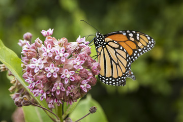 Monarch butterfly feeding on a milkweed plant at Big Meadow in Shenandoah National Park, Virginia,...