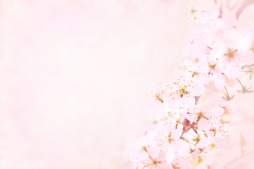 Fototapeta na wymiar Spring blossom/springtime cherry bloom, toned, bokeh flower background, pastel and soft floral card, toned