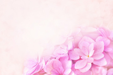 Summer blossoming hydrangea, flower bokeh background, pastel and soft floral card