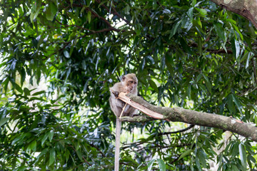 Thai monkeys, not far from the temple
