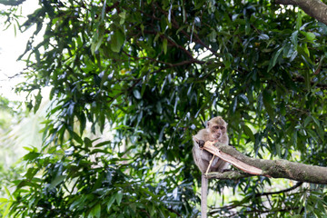 Thai monkeys, not far from the temple