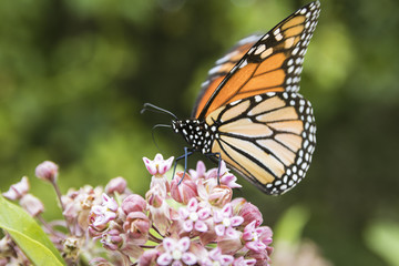 Obraz premium Monarch butterfly feeding on a milkweed plant at Big Meadow in Shenandoah National Park, Virginia, USA. 