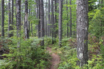 Randonnée pédestre en forêt