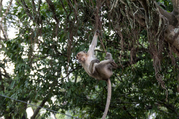 Thai monkeys, not far from the temple