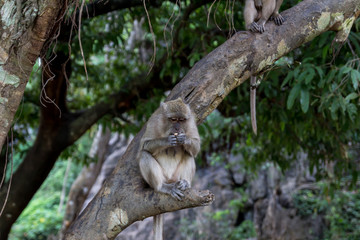 Thai monkeys, not far from the temple