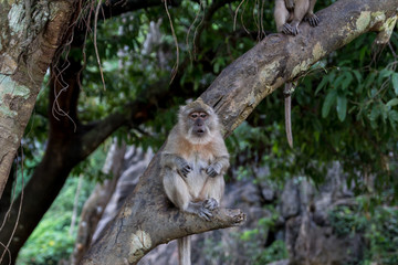 Thai monkeys, not far from the temple