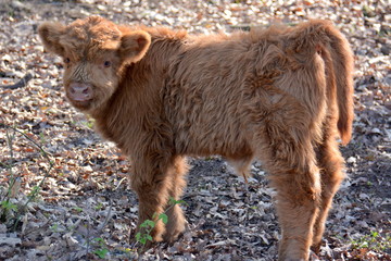 Kleiner Highlander