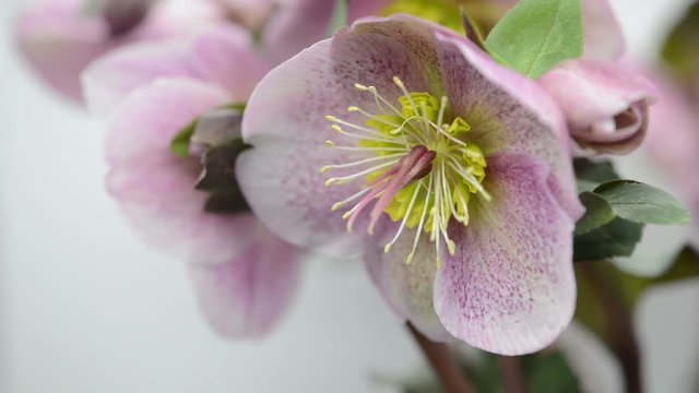 macro of pink Hellebore flower heads