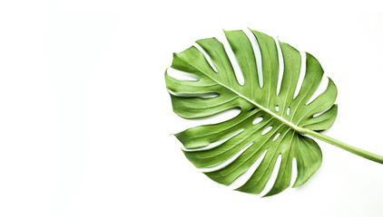 Real monstera leaves on white background.Tropical,botanical nature concepts ideas.flat lay.