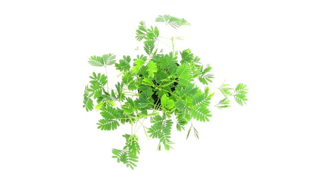 Time-lapse of growing mimosa plant 3x2 in 4K format on white background
