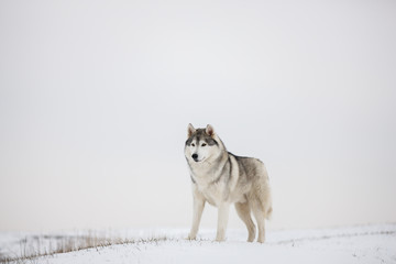 Gray Siberian husky stands in the snow. Portrait of a dog. A dog on a natural background.