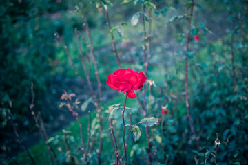 A red rose in late autumn