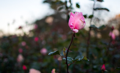 A pink rose in late autumn
